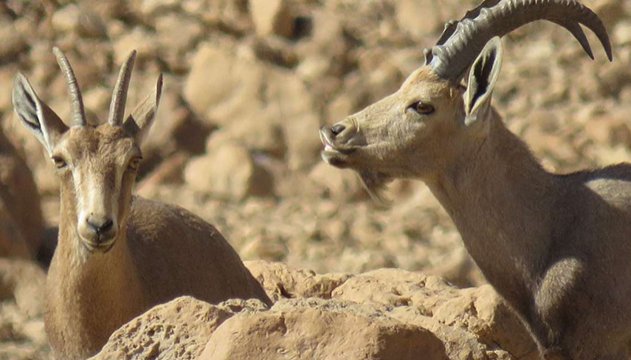 אוכלוסיית היעלים  בערבה שומרת  על יציבות