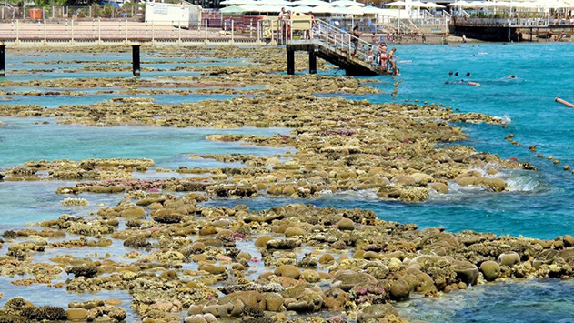 האם שלומן של שוניות האלמוגים  של מפרץ אילת יגבר על הפוליטיקה?  