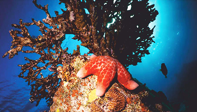 זוג גרגירנים מגושמים בשמורת האלמוגים