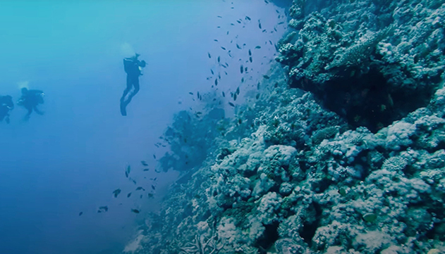 מחקר חדש במפרץ אילת: אלמוגים בעומק הים אינם עמידים מפני הלבנה