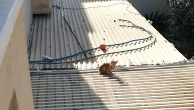 גורת החתולים צרחה שבוע - בפיקוח הווטרינרי הציעו: ''תפסיקו להתייחס''