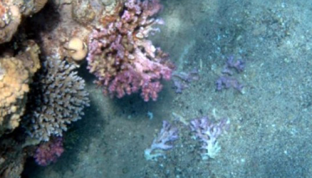 חוף אקולוגי עלאק: מחקר קבע כי פתיחת חוף קצא''א לציבור פגעה באלמוגים