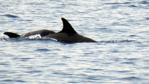 חשש לחיי דולפין האונקלי  שנצפה במפרץ אילת