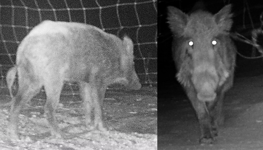 רשות הטבע והגנים: ''הרגנו את חזיר הבר  שפגע בשטחי החקלאות בקיבוץ אילות''