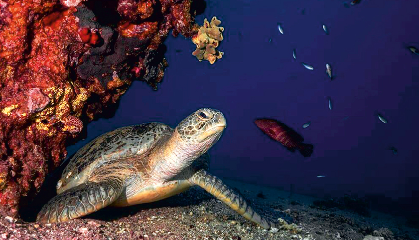 עיריית אילת: רשות הטבע והגנים מבצעת  עבודות ללא היתר בשמורת האלמוגים