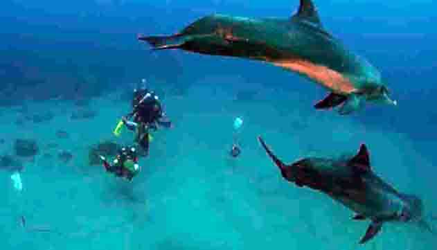 בינה מלאכותית חשפה השפעת רעשי ספינות על דולפינים