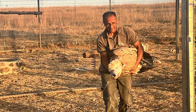 סווינגרים: נקבת הנשר מחי בר יטבתה  שודכה לחתן משמורת גמלא