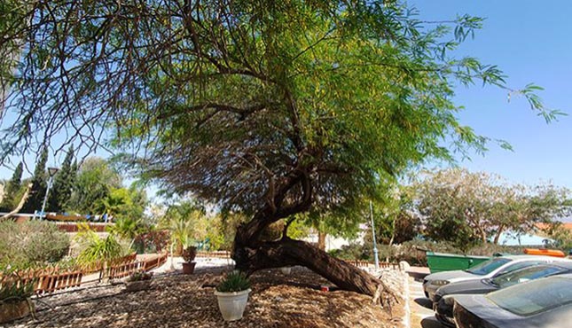 מחקר הוכיח: האילתים אלרגיים יותר בגלל עץ הינבוט