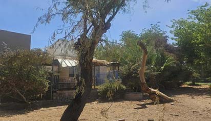 גיזום העירייה הפחית אלרגיות -  ההורים דורשים עקירה