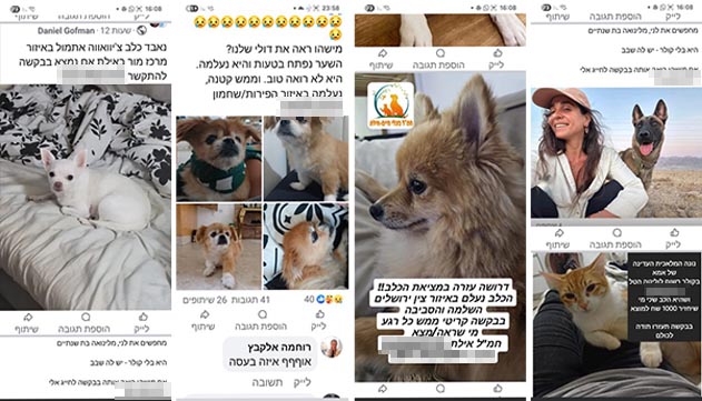 תעלומת הכלבים הנעלמים מאילת