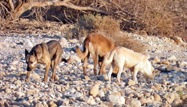 מורי חן מתריע: ''סכנה מוחשית וברורה  להתפרצות כלבת באילת”