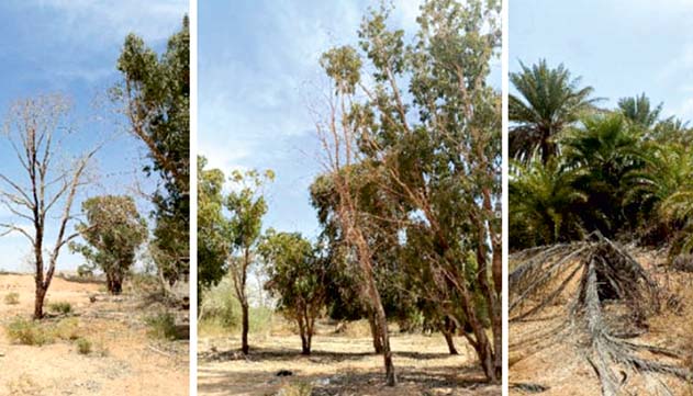הוועדה המחוזית עצרה את קידום התוכנית  להקמת מתקן אגירת אנרגיה בקיבוץ נאות סמדר 