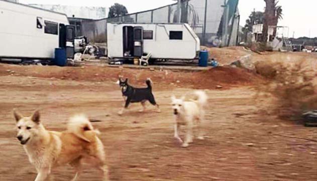 אין מקום במכלאה, אין הסגר:  הכלבים שנשכו נשארו חופשיים