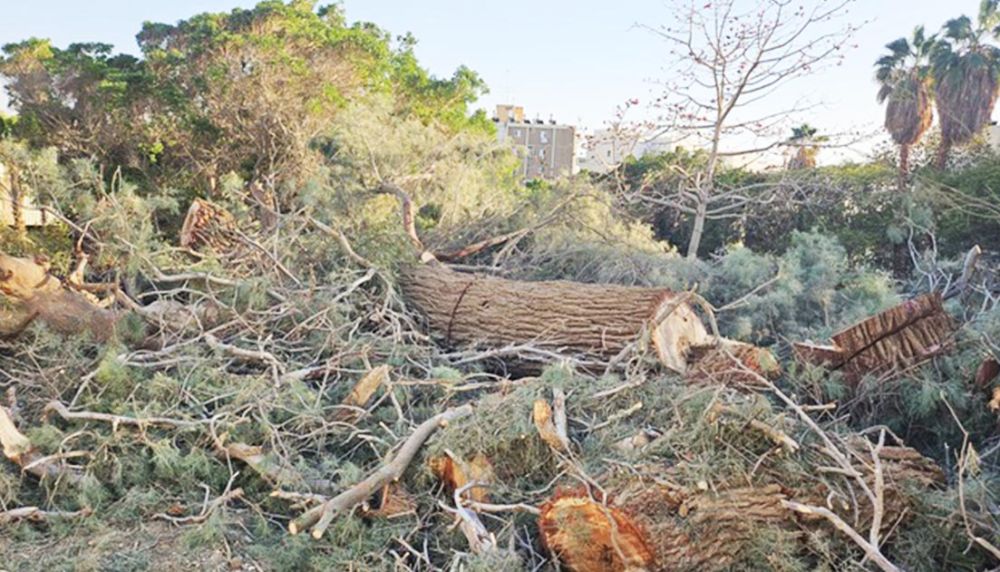 באילת מקדמים הצללה,  אך כריתת עצים ותיקים נמשכת