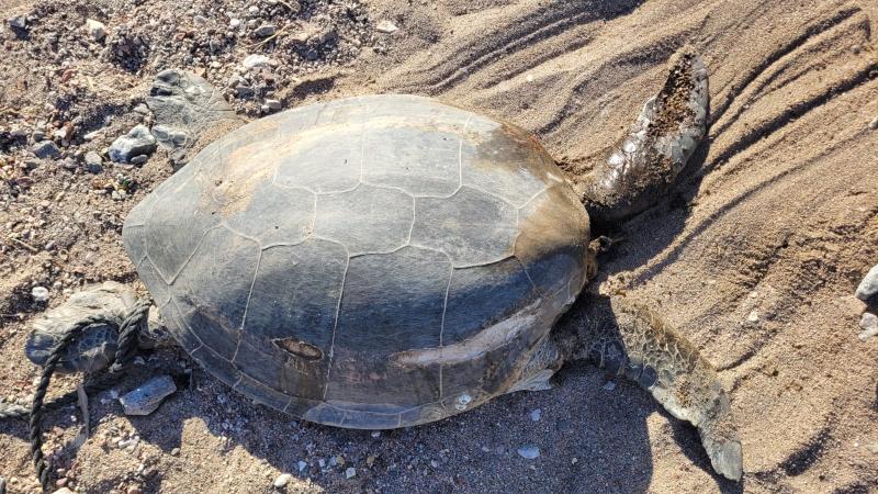 עצוב: הבנייה על החוף באילת התגלתה כמלכודת מוות