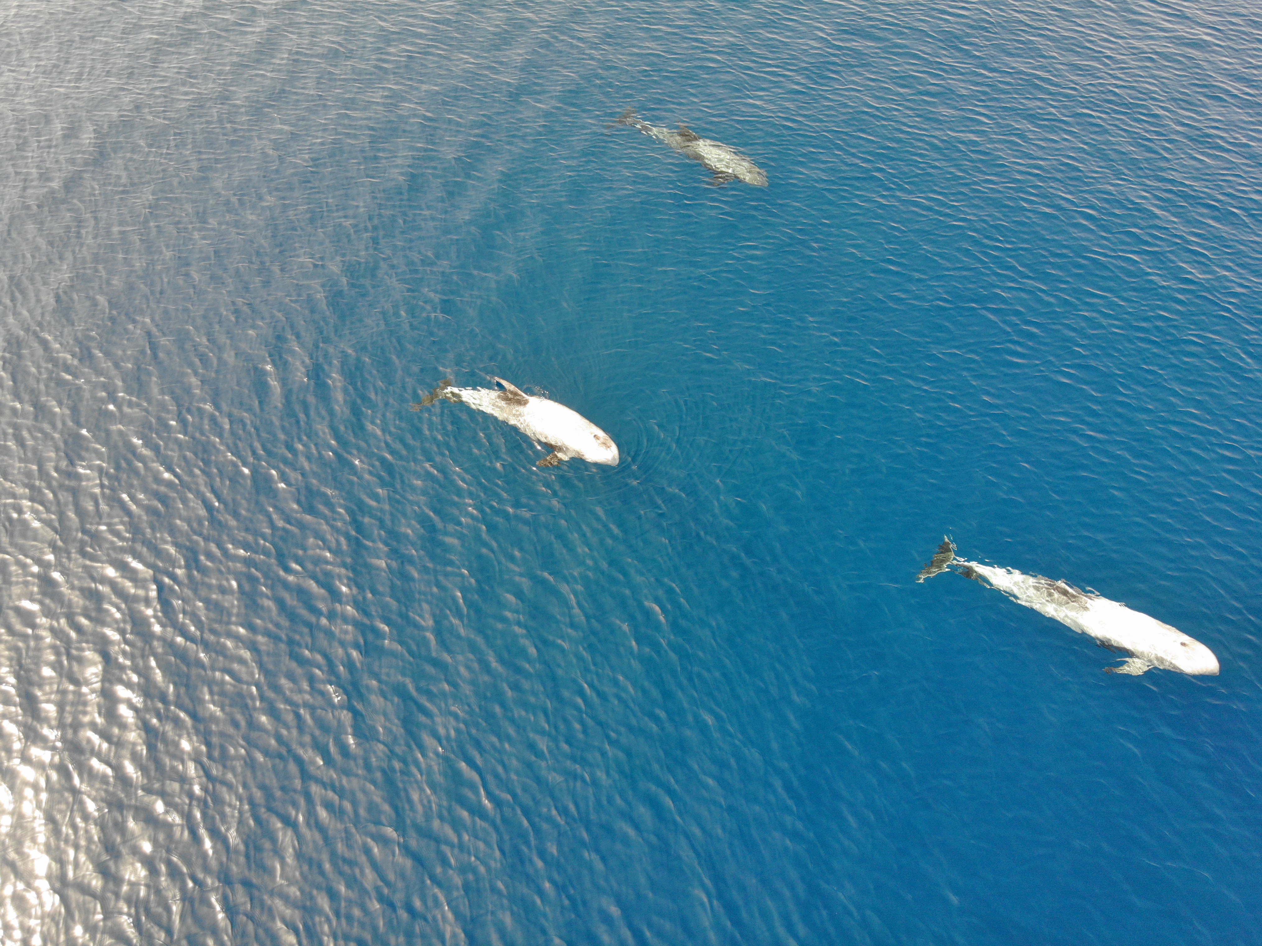 צפו: להקת דולפינים מסוג גרמפוס תועדה במפרץ אילת