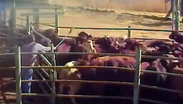 הבוקר: עגלים נפלו ממשאית בכביש הערבה ופגעו ברכב - הנהג פונה ליוספטל