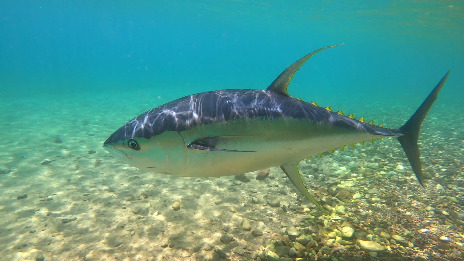 צפו: ׳׳דג זהב׳׳ במפרץ אילת - תצפית נדירה  