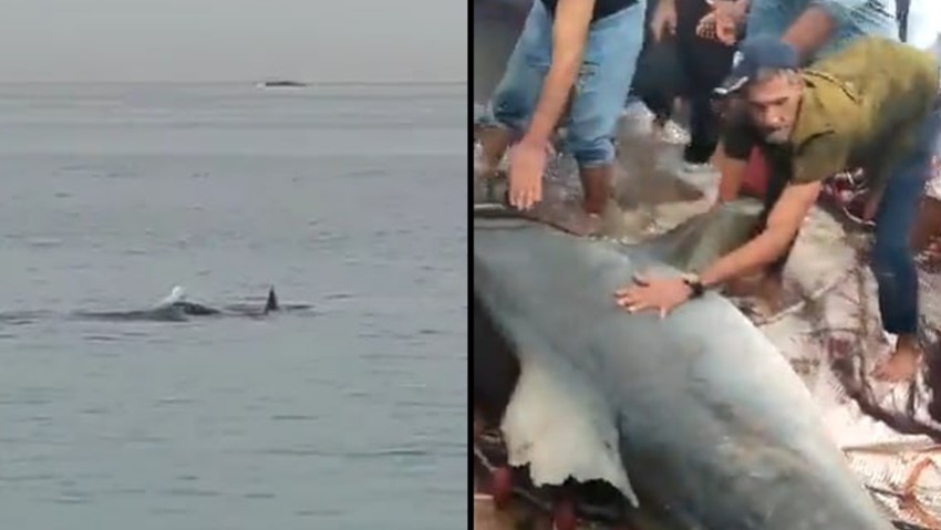 צפו בזוועה: אדם נטרף על ידי כריש לעיני המצלמות בסיני