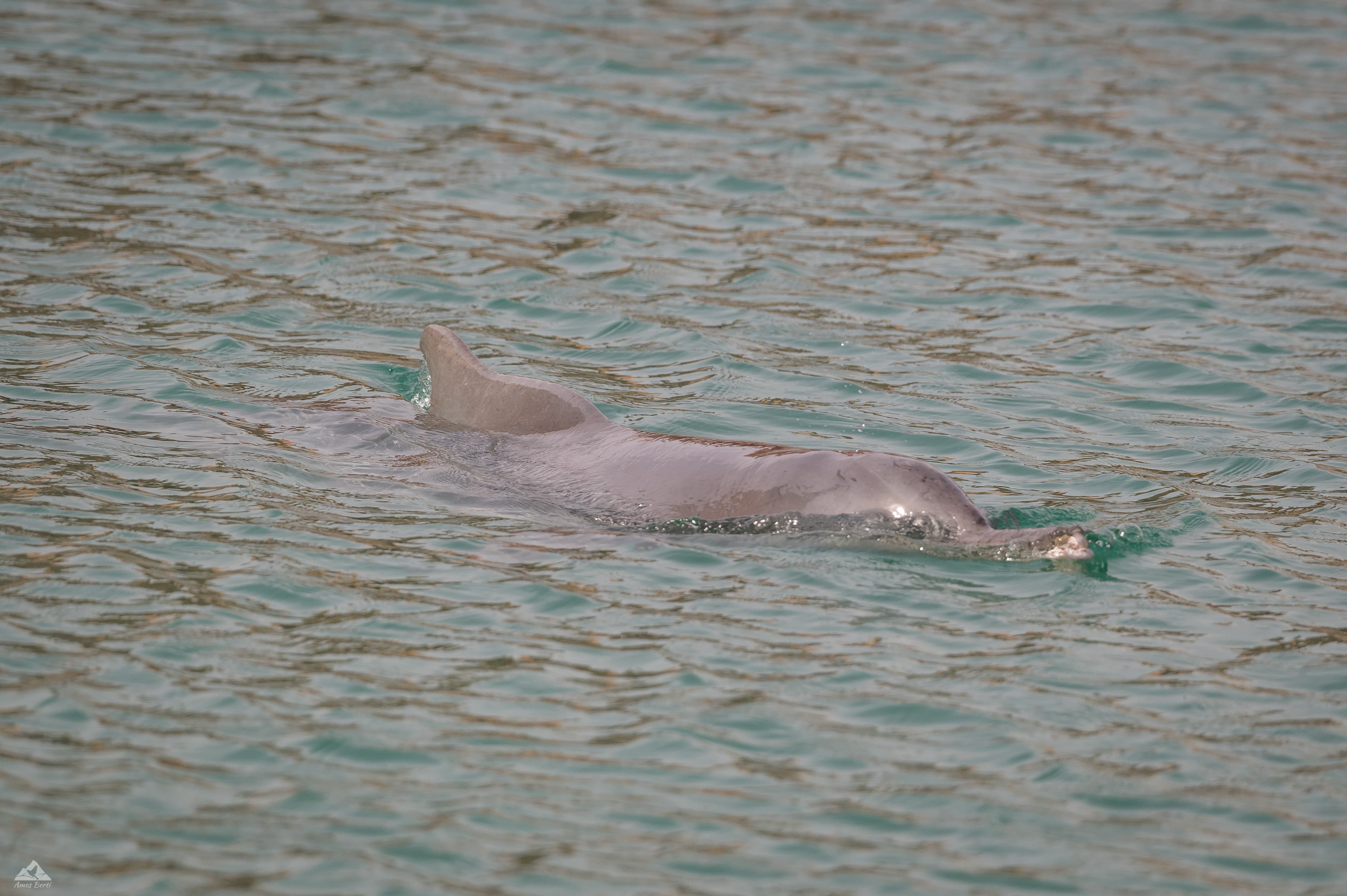 תצפית מרגשת: דולפינה ממין דולפין מגובנן נראתה בחוף הצפוני באילת