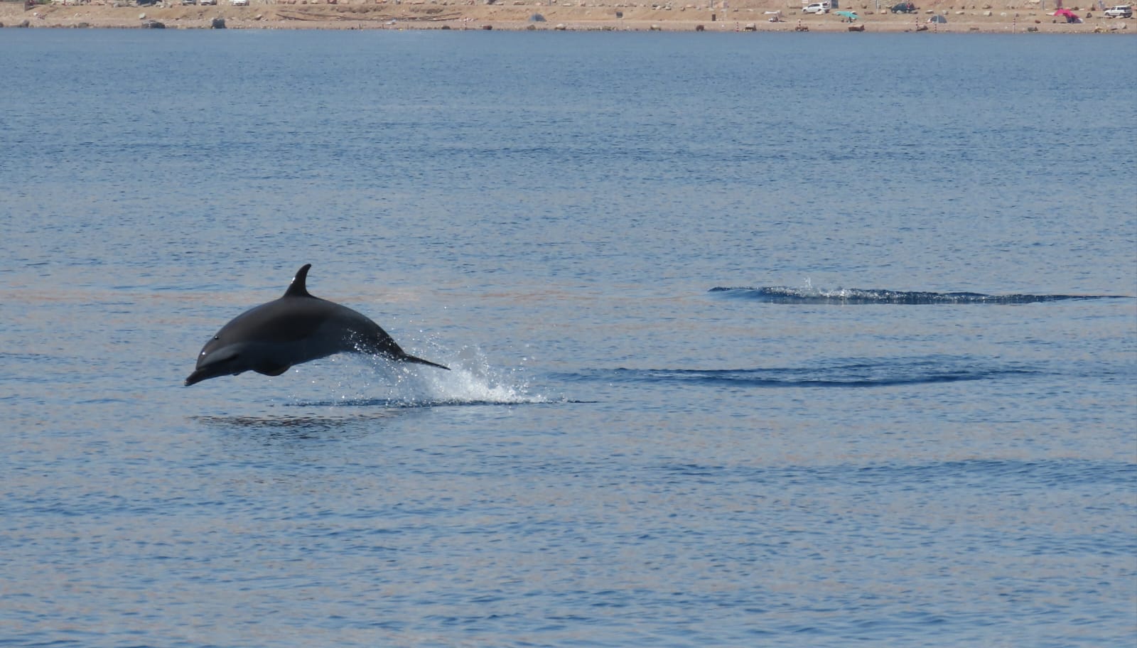תיעוד ראשון: להקת דולפינים מסוג סטנלה ברודה וארוכת חרטום במפרץ אילת