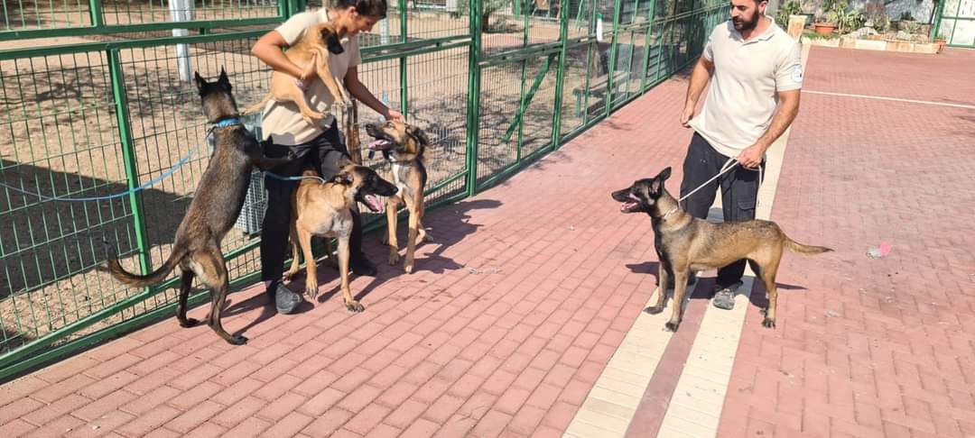 חמישה כלבים הוצאו מבית באילת בשל הזנחה מתמשכת