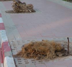 מתו דקלים חדשים בכביש שדה התעופה