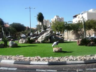 'כיכר השחפים' ו'כיכר הדגים'