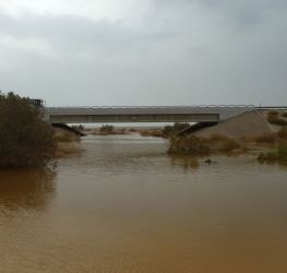בזכות הגשם בסוכות: צפויה פריחה נדירה בערבה