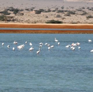 יום הנדידה הבינלאומי בערבה הדרומית – 'קול קורא לנדוד לנדוד'