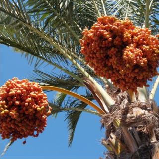 ימי גדיד התמרים – יטבתה