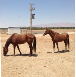 בעל החווה מגיב לטענות: "הסוסים לא הורעבו"
