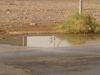 תמונות: גשם ראשון