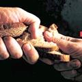 לחם חסד