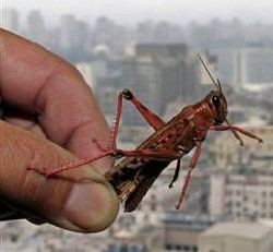 מכת ארבה בדרך לאילת?