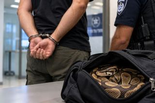 אלף הודעות, אישה אחת ופיתון בשם ג'ונסון