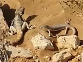 תיעוד נדיר ומיוחד: סרטון של שתיים מחיות הבר הנדירות באזור אילת, אוכלות ביחד, אחרי הגשם