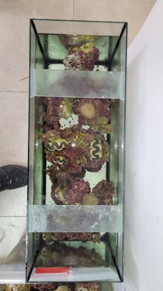 נתפסו ערכי טבע מוגנים ממפרץ אילת אצל תושב הצפון