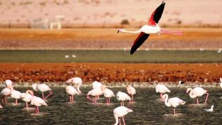 הדרכות מצפצפות וסיורים ורודים – פארק הצפרות