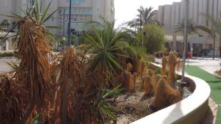 בגלל סגירת בית המלון והאטרקציות אילת איבדה מיליוני שקלים