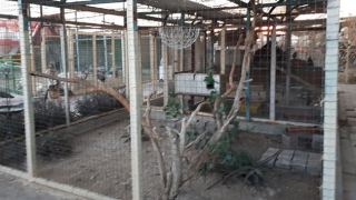 כושי רימון מאשים: ''הם השאירו  אחריהם כתמי דם של החיות''.