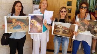 11 חודשי מאסר לשופך  החומצה על כלבים