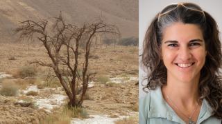 הדוקטורית של עצי השיטה
