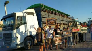 ניצחון לבעלי החיים: וועדת השרים לחקיקה תומכת בהצעת החוק להפסקת המשלוחים החיים