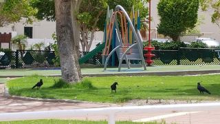 הכירו את בעל הבית באילת: העורב ההודי