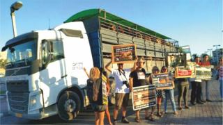עיכוב בפריקת אונייה שעל סיפונה אלפי עגלים גרם לסבל לבעלי החיים ולסירחון 