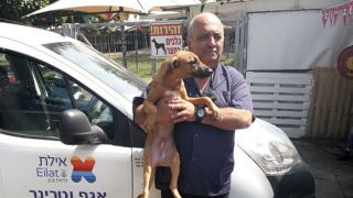 אימוץ כלבים חוצה ערים