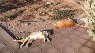 תשע גופות חתולים התגלו בשחמון, חשש להרעלה מכוונת