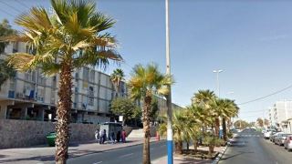 הישג לעיריית אילת: משרד החקלאות  הסיר דרישתו לעקירת דקלים בעיר