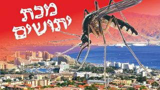 מיליוני יתושים מכים באילת ואוכלוסיית הקשישים סובלת במיוחד